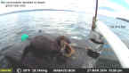 Manaco Camano Raft March 2014 River Otters, Cormorants, & Seals