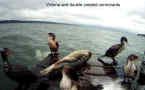 Manaco Camano Raft April to July 2014, Seals, Fireworks, Shrimp, Birds, Deer, Otter, and Crabs