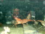 Manaco Underwater Camera Pics June-July 2012