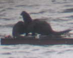 Manaco Raft Otters/Seals 2010