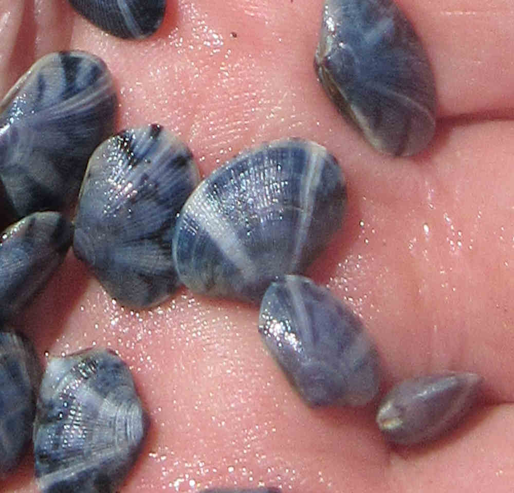 Manaco Camano blue manila clam pictures, mainly 2019 to 2020