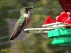 Manaco Hummingbirds