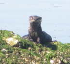 Onamac Otters 2009