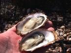 Manaco Beach Oysters