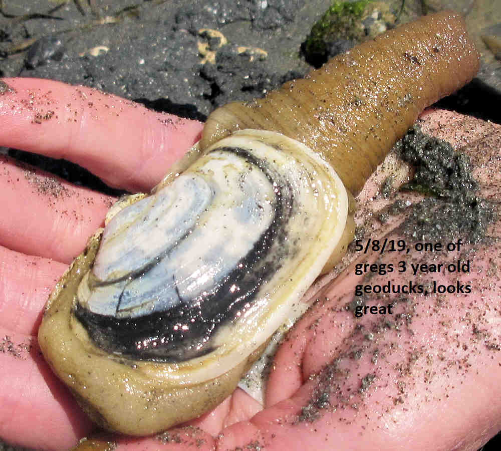 Manaco Camano geoduck clams, mainly 2019 to 2020