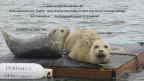 Manaco Seal Rafts 2012
