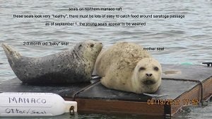 Manaco Seal Rafts 2012